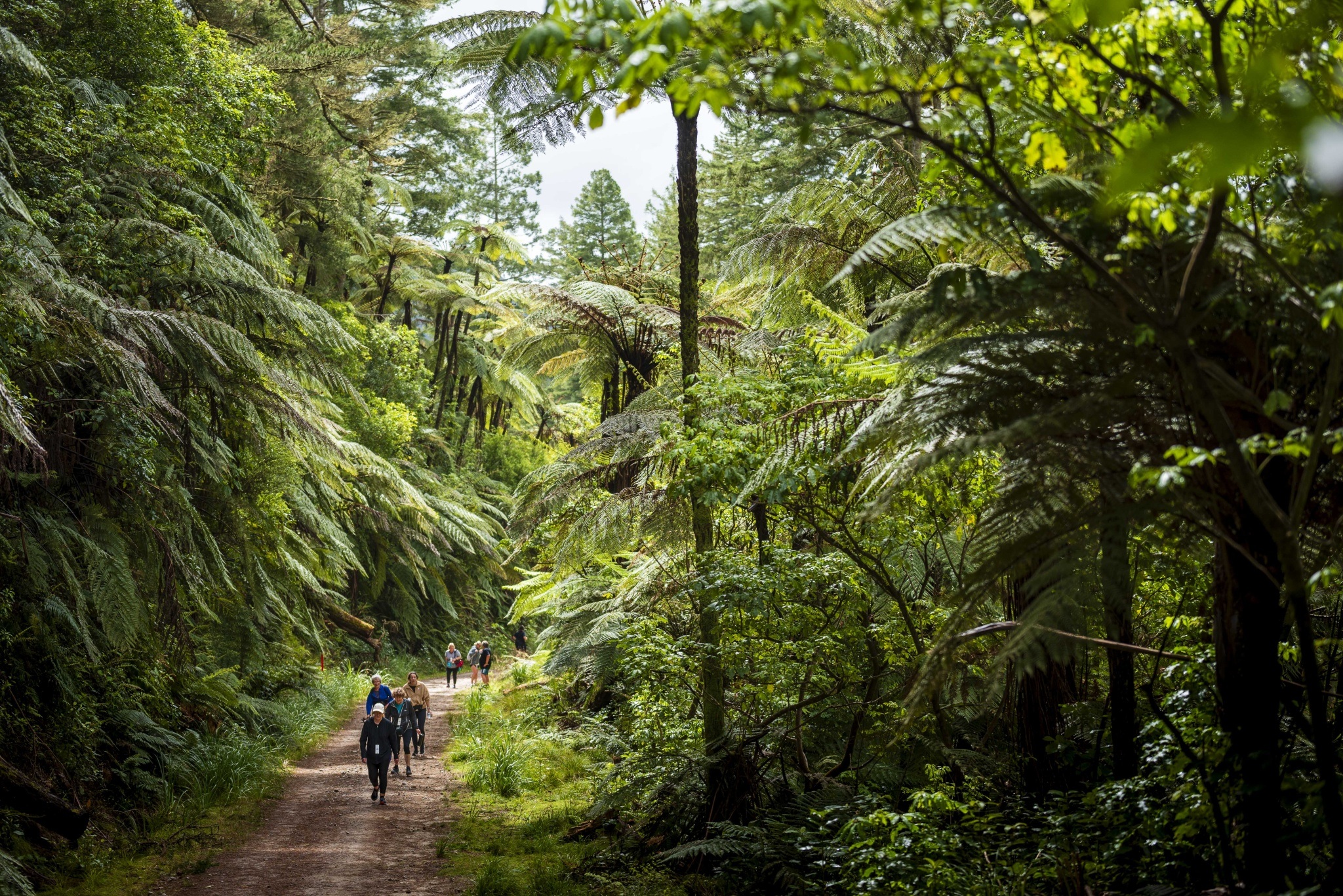  Generation Homes Join us for the Kiwi Walk Run "Trek the Forest" and be in to win a new Pizza Oven! H Collie 231014 218 Kiwi Run Walk Rotorua 