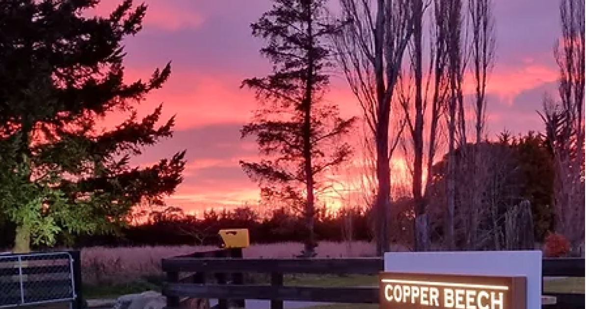 Copper Beech Estate Canterbury